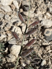 Astragalus minthorniae