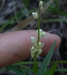 Polygala duarteana