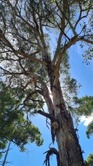 Eucalyptus longifolia