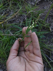 Polygala duarteana