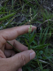 Polygala duarteana