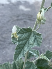 Sphaeralcea axillaris