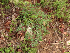 Lomatium hallii