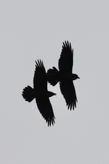 Corvus corax
