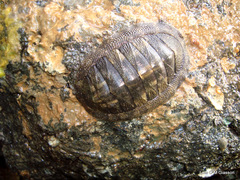 Chiton stokesii