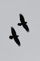 Corvus corax