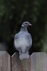 Patagioenas fasciata