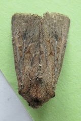 Ichneutica sollennis