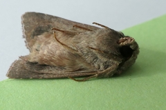 Ichneutica sollennis