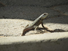 Tropidurus torquatus