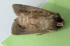 Ichneutica sollennis
