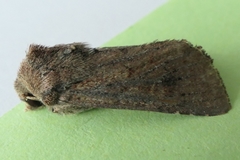 Ichneutica sollennis
