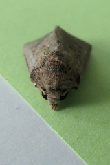 Ichneutica sollennis