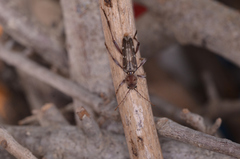 Xylotrechus smei