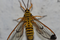Isanthrene felderi