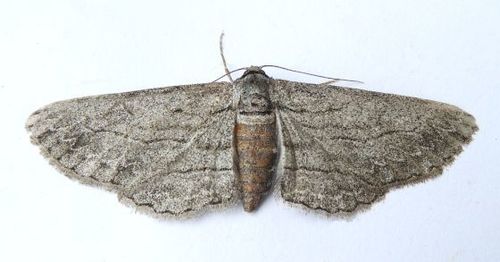 Mountain Mahogany Looper Moth photo 3