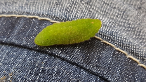 Great Purple Hairstreak