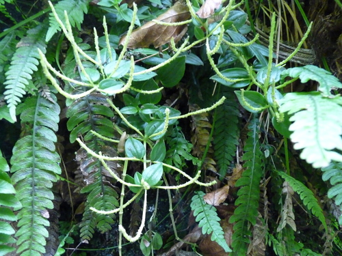 Peperomia fernandeziana (Peperomia fernandeziana)