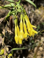 Lisianthius longifolius