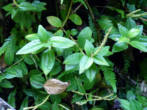 Peperomia fernandeziana (Peperomia fernandeziana)
