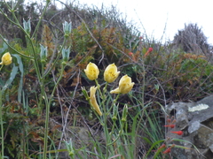 Delphinium luteum