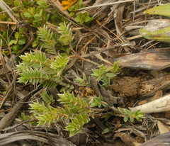 Pimelea pseudolyallii