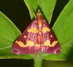 Pyrausta tyralis