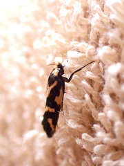 Epithymema incomposita