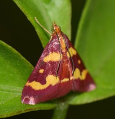 Pyrausta tyralis