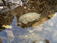 Dolabrifera nicaraguana