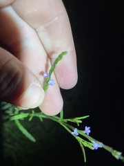Verbena halei