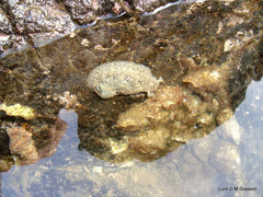 Dolabrifera nicaraguana
