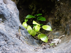Peperomia skottsbergii