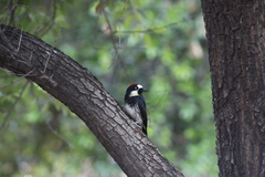 Melanerpes formicivorus