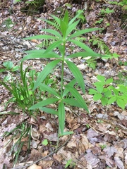 Lilium (Nomocharis)