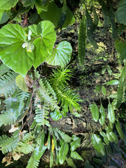 Phlegmariurus reflexus