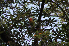 Agapornis roseicollis