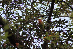 Agapornis roseicollis