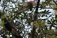 Agapornis roseicollis