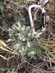 Astragalus gilviflorus