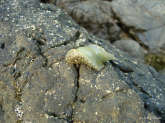 Dolabrifera nicaraguana