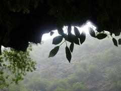 Peperomia skottsbergii