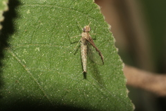 Callibaetis floridanus