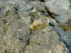 Dolabrifera nicaraguana