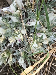 Astragalus gilviflorus