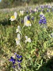 Linaria maroccana