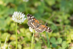 Anthanassa texana seminole