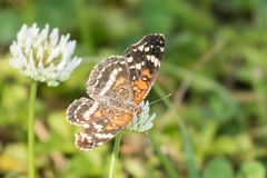 Anthanassa texana seminole