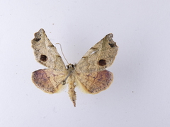 Ischalis gallaria