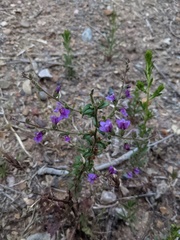 Sairocarpus pusillus